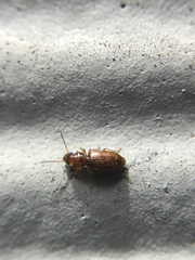 Stenolophini