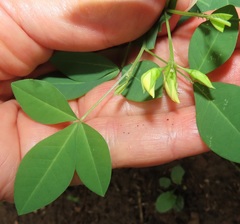 Crotalaria natalensis