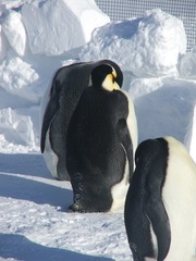 Aptenodytes forsteri