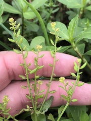 Rorippa sessiliflora