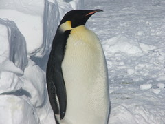 Aptenodytes forsteri