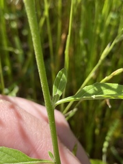 Oenothera speciosa