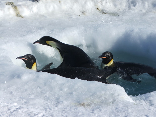 Emperor Penguin, photo 2 of 7