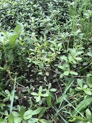 Rorippa sessiliflora