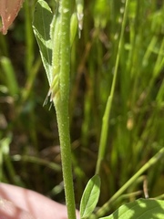 Oenothera speciosa