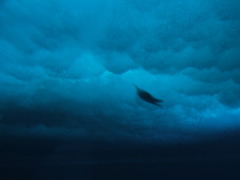 Aptenodytes forsteri