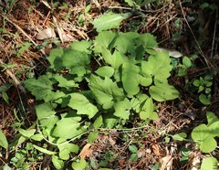 Ainsliaea cordifolia