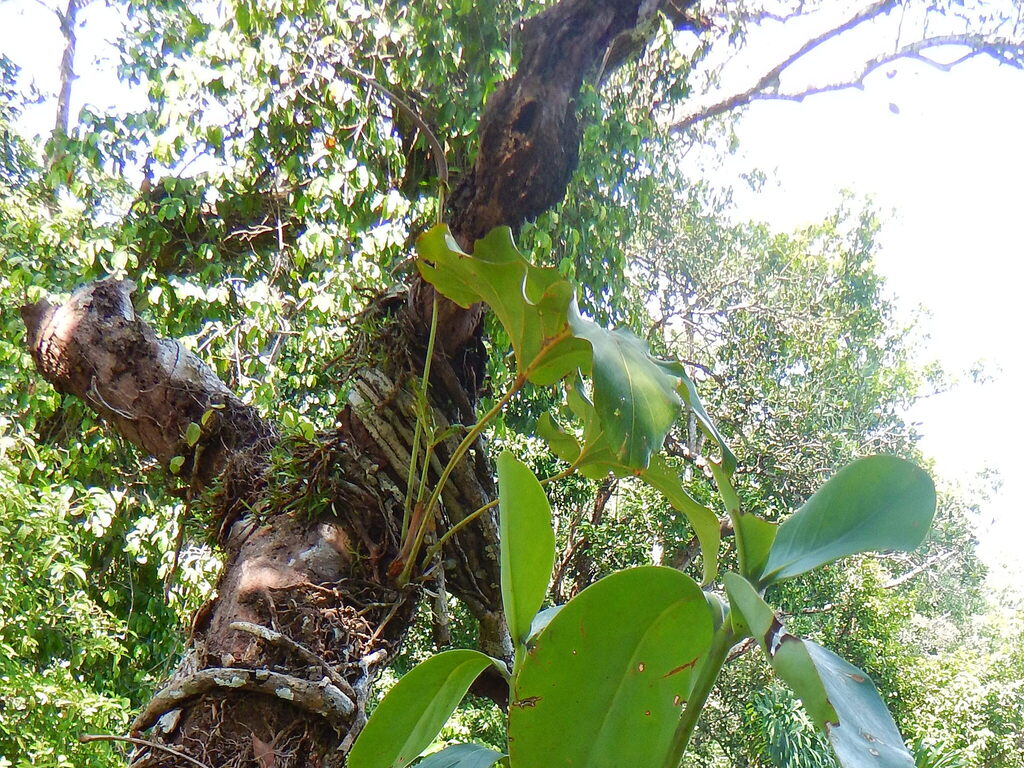 Anthurium brownii; photograph (c) Letizia Weichgrebe, some rights reserved (CC BY)