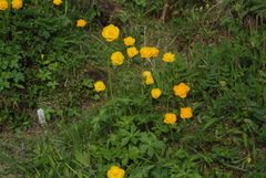 Trollius sibiricus