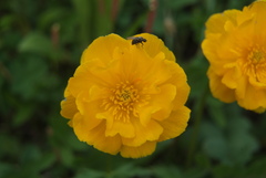 Trollius sibiricus