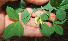 Crotalaria natalensis