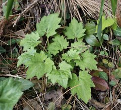 Ainsliaea cordifolia
