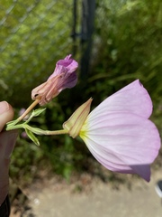 Oenothera speciosa