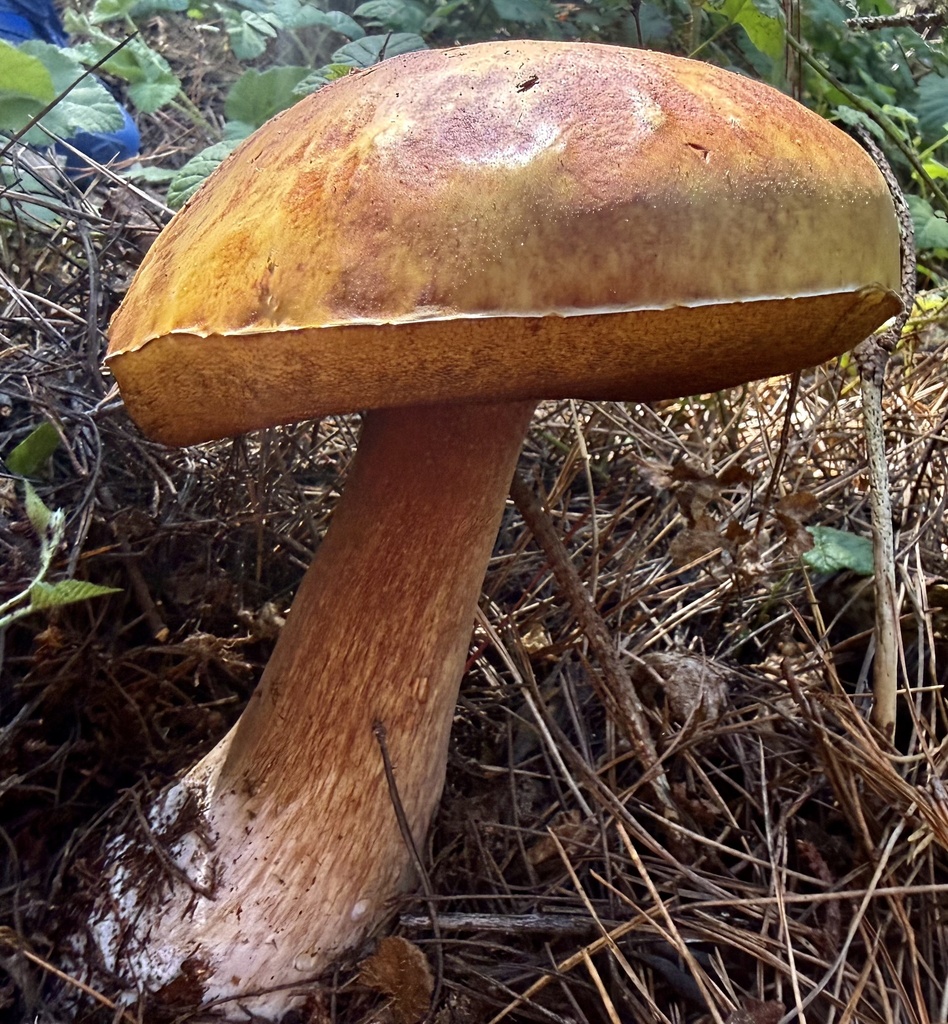 California King Bolete