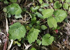 Ainsliaea cordifolia