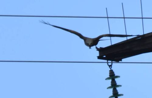 Black Kite