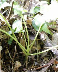 Ainsliaea cordifolia