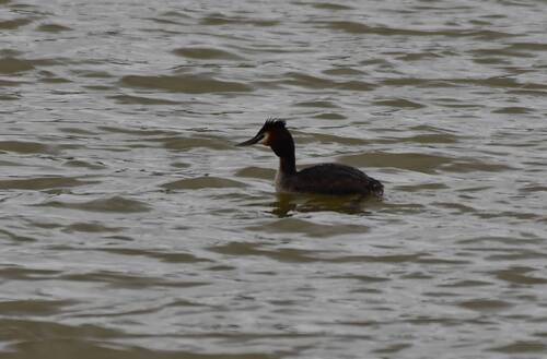 Great Crested Grebe