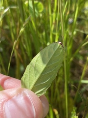 Oenothera speciosa
