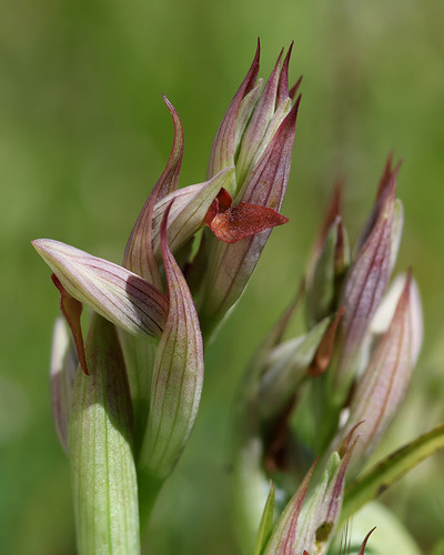 Serapias parviflora, photograph 4