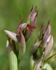 (c) Daniel Ghyselinck, some rights reserved (CC BY) Serapias parviflora, photograph (c) Daniel Ghyselinck, some rights reserved (CC BY)