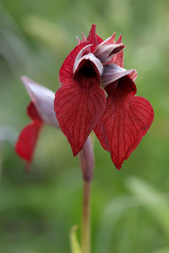 Serapias cordigera, photograph 6