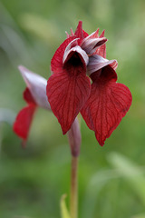 Serapias cordigera, photograph (c) Daniel Ghyselinck, some rights reserved (CC BY)