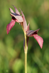 Serapias lingua, photograph (c) Daniel Ghyselinck, some rights reserved (CC BY)