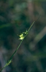 Carex turgescens