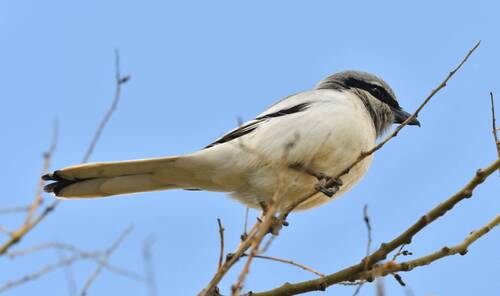 Great Gray Shrike