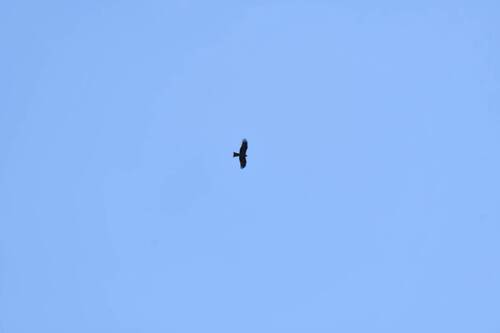 Black Kite