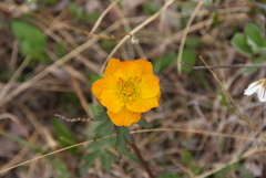 Trollius sibiricus