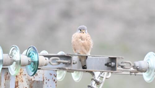 Lesser Kestrel