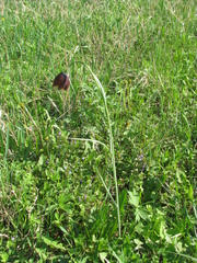 Fritillaria meleagroides