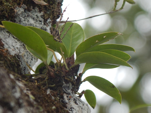 Anthurium paludosum, photograph 2