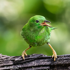 Chlorochrysa phoenicotis