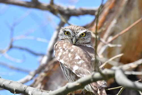 Little Owl