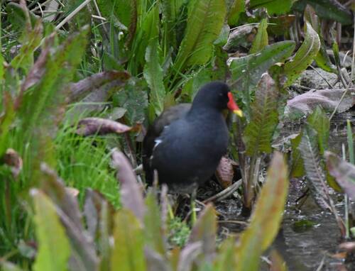 Common Moorhen