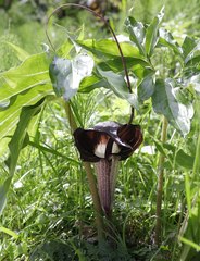 Arisaema thunbergii urashima
