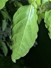 Lyonia (Lyonia elliptica)