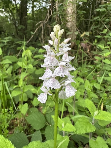 heath spotted orchid