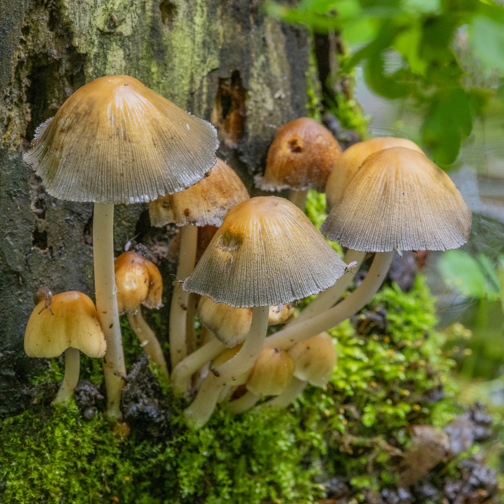 mica cap · May 2026 · photo: Photo: (c) Dan Vickers, some rights reserved (CC BY) · iNaturalist