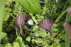 Arisaema thunbergii urashima