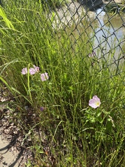 Oenothera speciosa