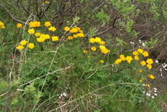 Trollius sibiricus