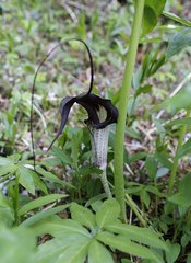 Arisaema thunbergii urashima