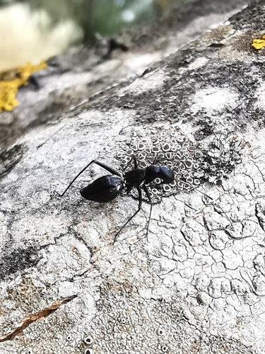 Camponotidea saundersi