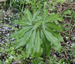 Arisaema thunbergii urashima