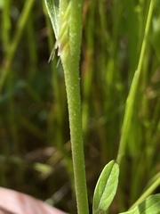 Oenothera speciosa