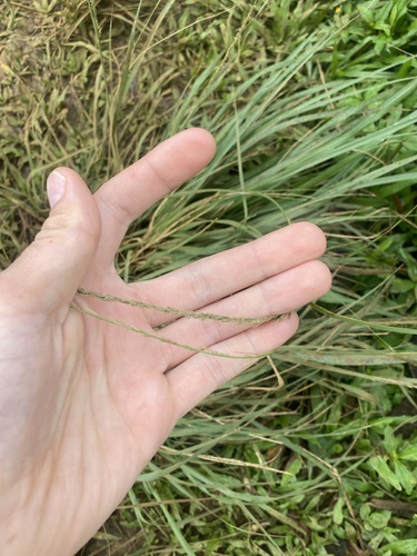 Sporobolus fertilis observed 2026-05-19
